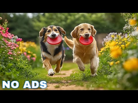 12 Hours of Dog Calming Music for Anxiety 💖 Anti Separation Anxiety Relief Music 🐶🎵 dog music