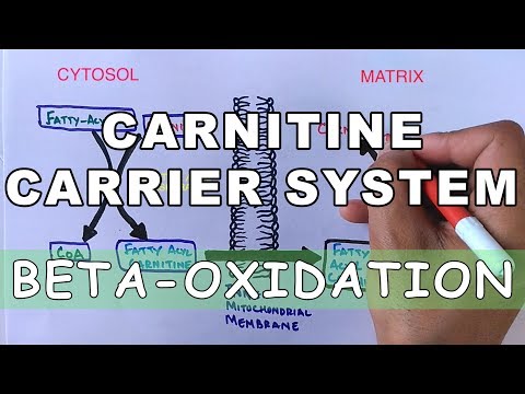 L-Carnitine L-Tartrate, Folic Acid & Methylcobalamin Tablets (500 mg)