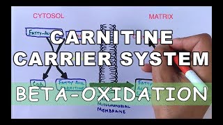 Carnitine Carrier System | Beta Oxidation Part II