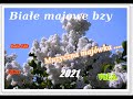 Białe majowe bzy - Muzyczna majówka .... Białe majowe bzy - Muzyczna majówka ....