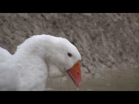 22.08.2017.Name BOGDANA.Color white 90% & blue 10%.Female Kholmogory Goose аt 3 months & 14 days.