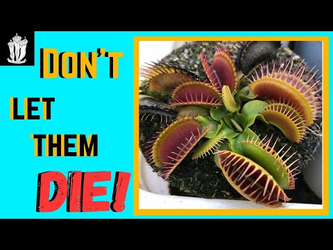 Venus Flytrap Dormancy - How to Keep Your Venus Flytrap Dormant