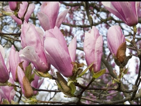 comment soigner agapanthe