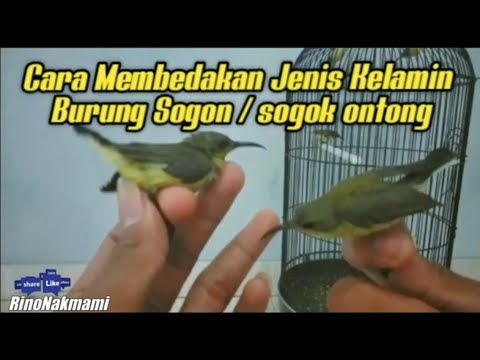 Ontong Novyj Trend Smotret Onlajn Na Sajte Trendovi Ru