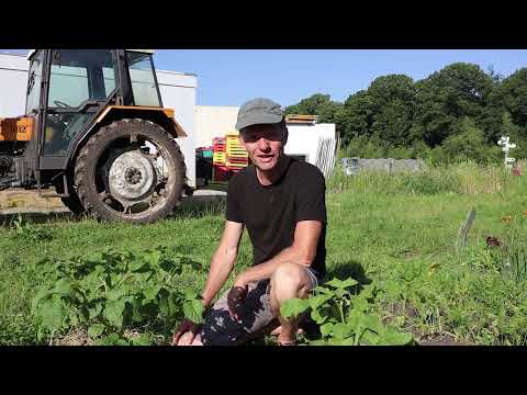 Tips van de tuinman: tuinieren met hitte