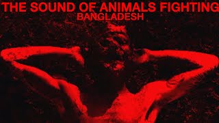 The Sound of Animals Fighting - Bangladesh (Official Music Video)