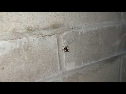 Crawl Space Loaded with Cave Crickets in...