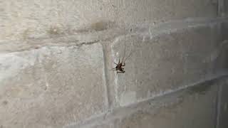 Watch video: Crawl Space Loaded with Cave Crickets in...