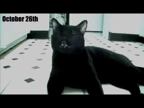 8 Years of swearing - Sylvester's Sinful Compilation (reupload)