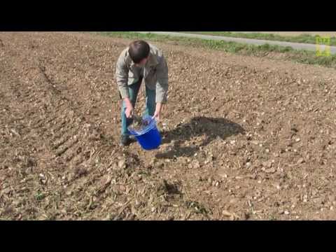 Schwadproben auf Heterodera schachtii