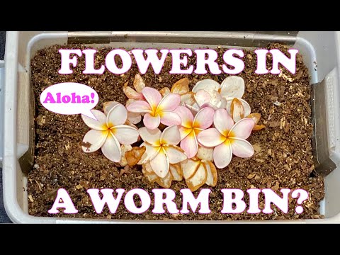 Will Red Wigglers Compost Flowers? Plumeria Flowers Fed to My Tiny Worm Bin Vermicompost Worm Farm