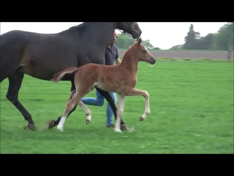 *2022 Stute von Bach (Benicio) - Sandro Hit