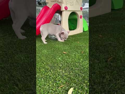 Video 2
