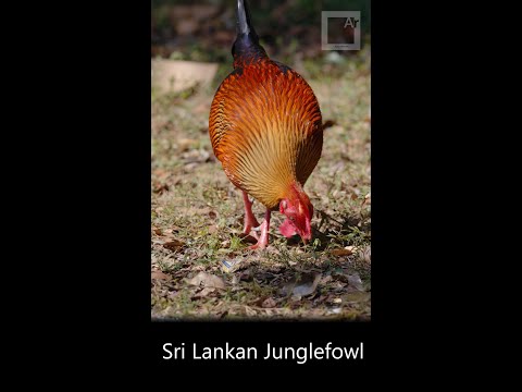 Sri Lankan Junglefowl — endemit Sri Lanky vo Wilpattu NP