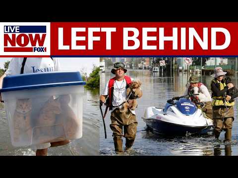 Video | Pets of Katrina: 20 years later, how the storm changed animal rescue
