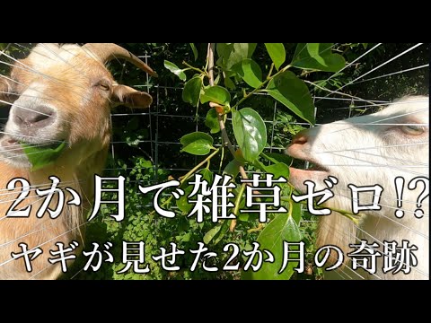 草原ヤギのひげ 植物