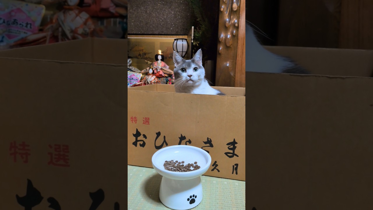 【⚠️音】うれしいひなまつり