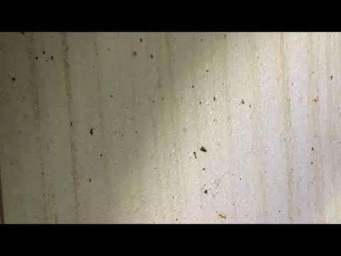 Building Overrun with Fruit Flies in Lincroft, NJ
