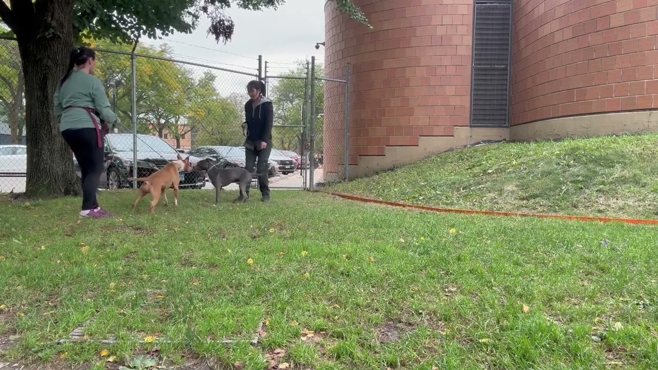 Arleth's Leash Test 2