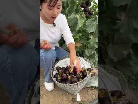 Beautiful Nature - Inspur Fresh Fruit wonderful video of Industry #4897