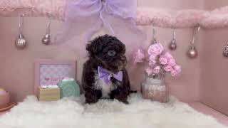 ハーフ犬の動画01