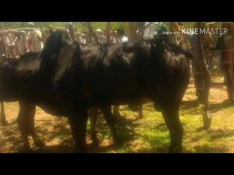 Toada da pega do boi favelado