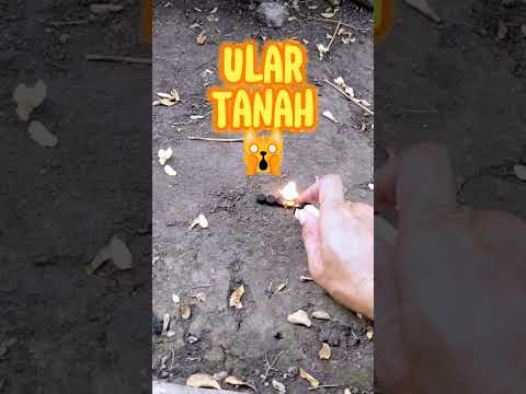 BLACK SNAKE - KOBRA - PETASAN TAI 1 PACK ISI 6 PCS ( HARGA ECERAN )