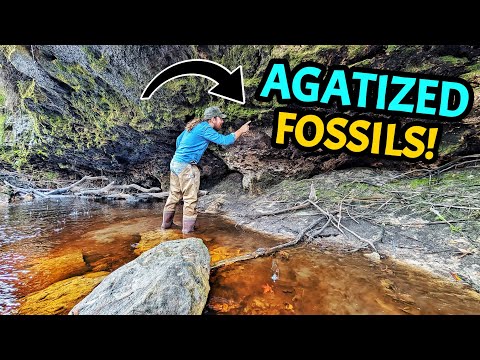 These Fossils are Hiding Something AMAZING Inside - Fossil Hunt & Rock Cutting Adventure!