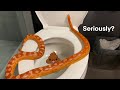 Toilet Trained Pet Snake Snake Pooping In Toilet