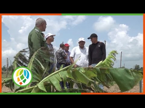 Evalúan en San Juan y Martínez afectaciones a la agricultura