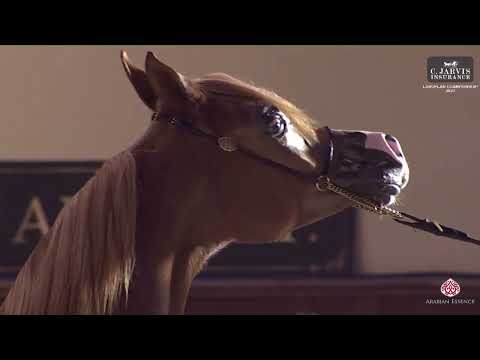 N 1 LAA ALLEGRA   European Championship 2023   Yearling Fillies Section A Class 1A