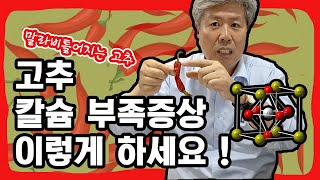 고추 칼슘 부족증상 해결책 알려드립니다.