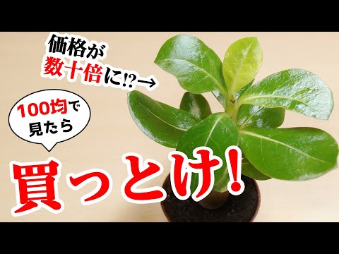 ドワーフローズ「ドワーフクイーン82」 植物