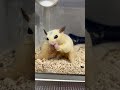 オキアミ 小動物のおやつのYouTubeサムネイル画像