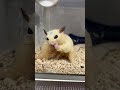 アミエビ 小動物のおやつのYouTubeサムネイル画像