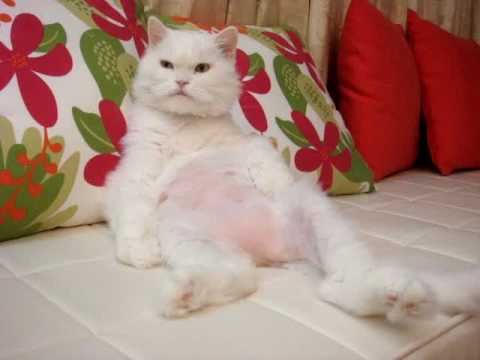 7. After meal, I am going to take a nap. Can I?