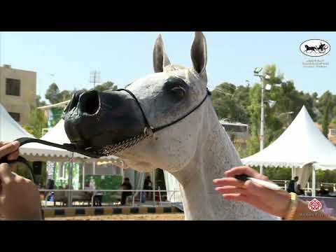 N 84 VERISPA VALLATE   Middle East Championship 2022   Mares 10+ Years Old Class 13