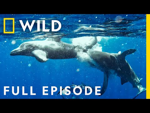 Sharks vs. Dolphins: Bahamas Battleground (Full Episode) | Nat Geo Wild