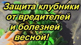 Чем опрыскивать клубнику весной от клеща