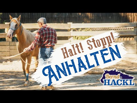 Vom Boden aus anhalten | Bernd Hackl erklärt! 🐴