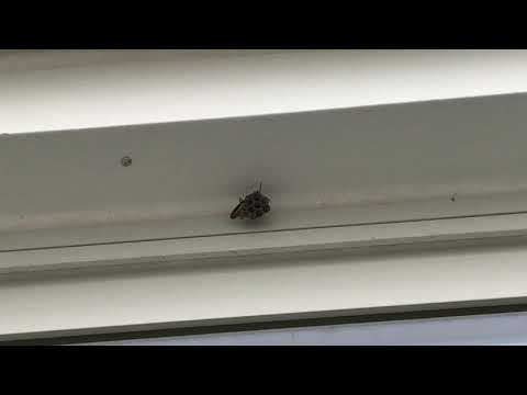 Small but Potentially Dangerous Paper Wasp Nest in Manahawkin, NJ
