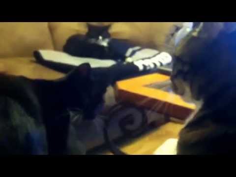 Gimli and Nikola play fighting