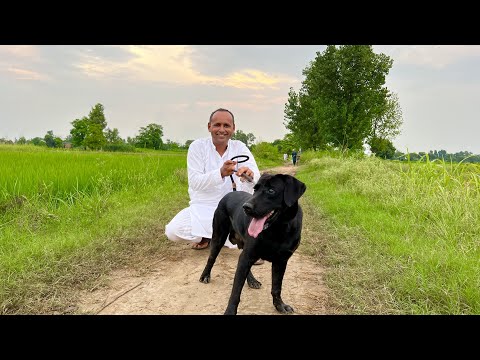 Labrador Dog Puppy | Dog A Gia | Mubashir Saddique | Village Food Secrets