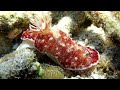 Slug Life: How sea slugs went solar | Michael Middlebrooks | TEDxPSU
