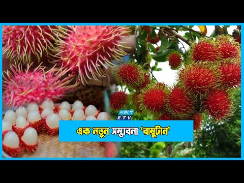 রাম্বুটানে ভাগ্যবদল অষ্টানী গ্রামের জামাল উদ্দিনের