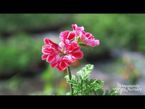 Madam Nonin Herb Plant - BuyPlants.co.uk