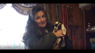 Disbudding Have Faith | HOW TO DISBUD A BABY GOAT