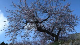 As A Flower Blossoms I Am Running To You