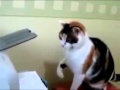 Cat Fights With Printer Funny Cats