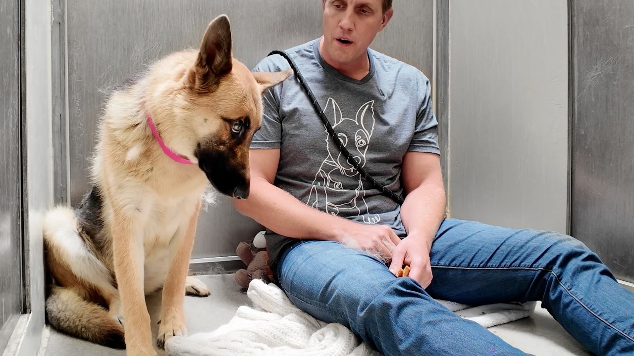 Watch German Shepherds Reaction to “Good Girl” in Another Language